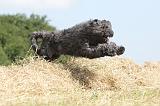 BOUVIER DES FLANDRES 010